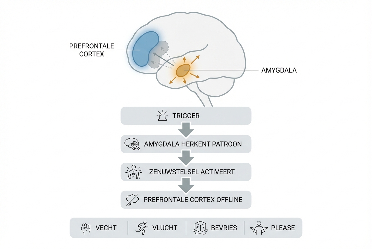 Cascade van trigger naar overlevingsrespons — van amygdala-activatie naar prefrontale cortex offline naar vecht, vlucht, bevries of please